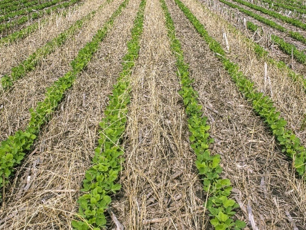 cover crops