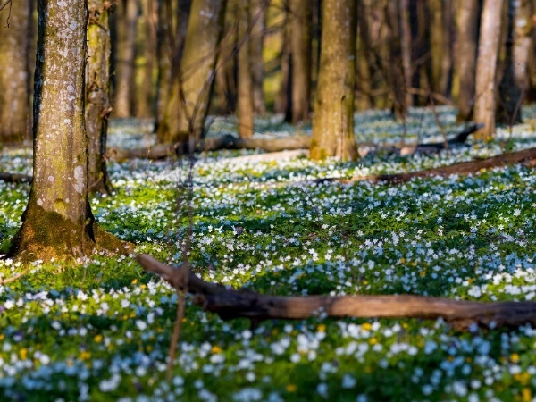 woodland stewardship