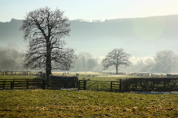 A field of sheep