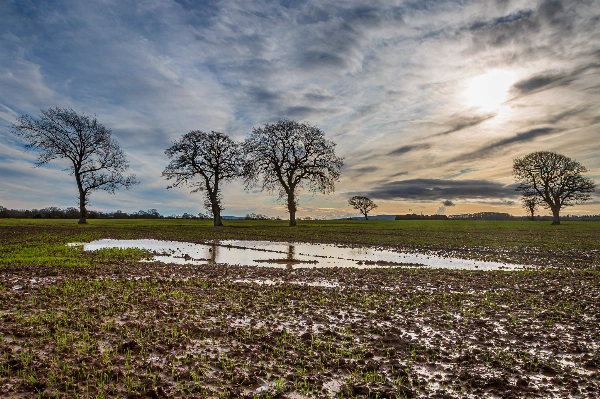 A muddy field