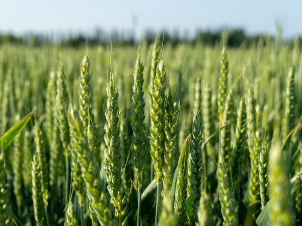 wheat crop
