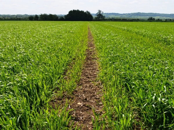 Crops