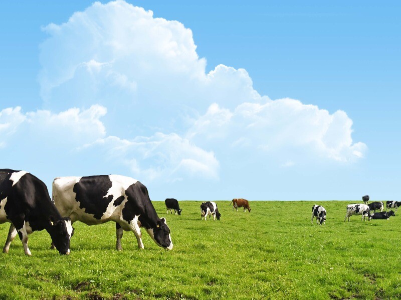 Emissions in the dairy industry