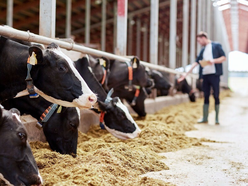 dairy farming emissions